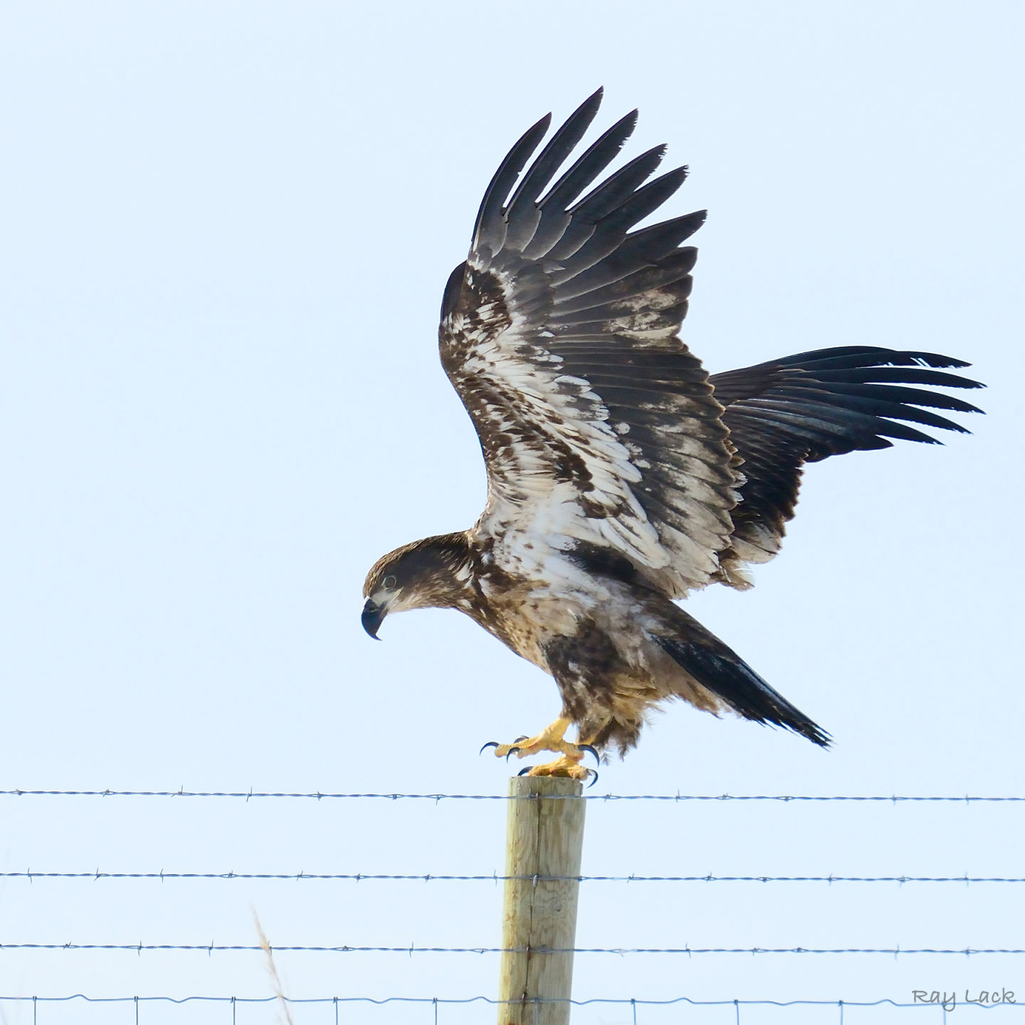 Glassing for talons 1